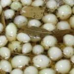 Cebola em Conserva