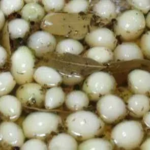 cebola_em_conserva_9702fdeb