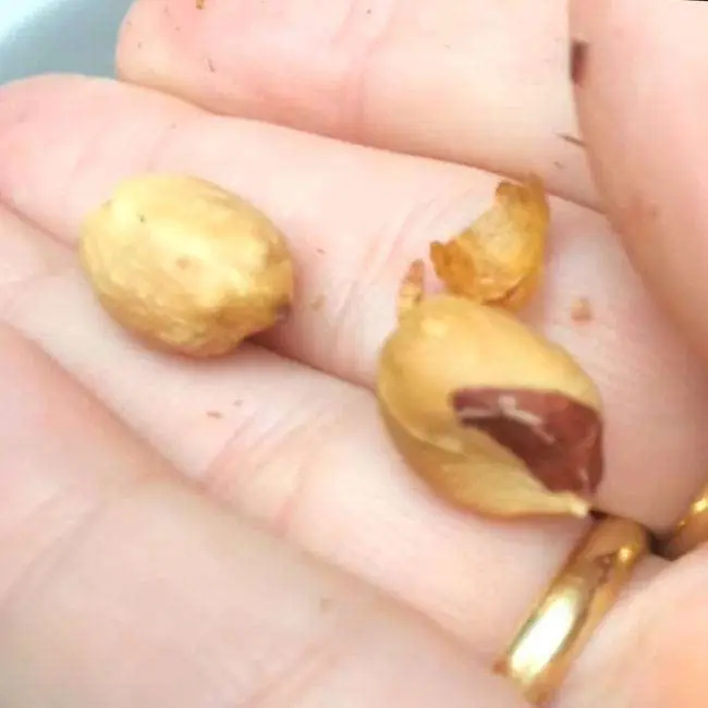 Como Torrar Amendoim no Micro-ondas - Passo 12